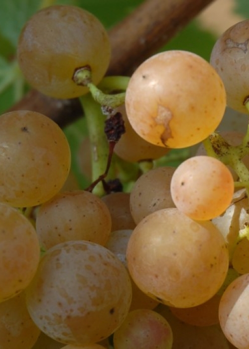 Villaris ANT 0914
